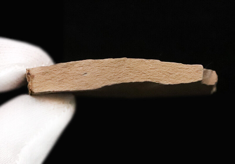 3000万年前、漸新世のタイムカプセル……米国アイダホ州産、「生きた化石」メタセコイア（Metasequoia）の葉化石（その5）