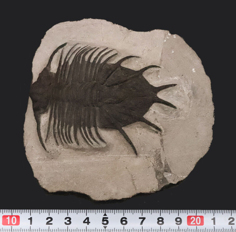 モロッコ産三葉虫でトップクラスの希少性！コレクター垂涎の逸品、あのアカンソピゲ（Acanthopyge sp.）の上質個体（その10）