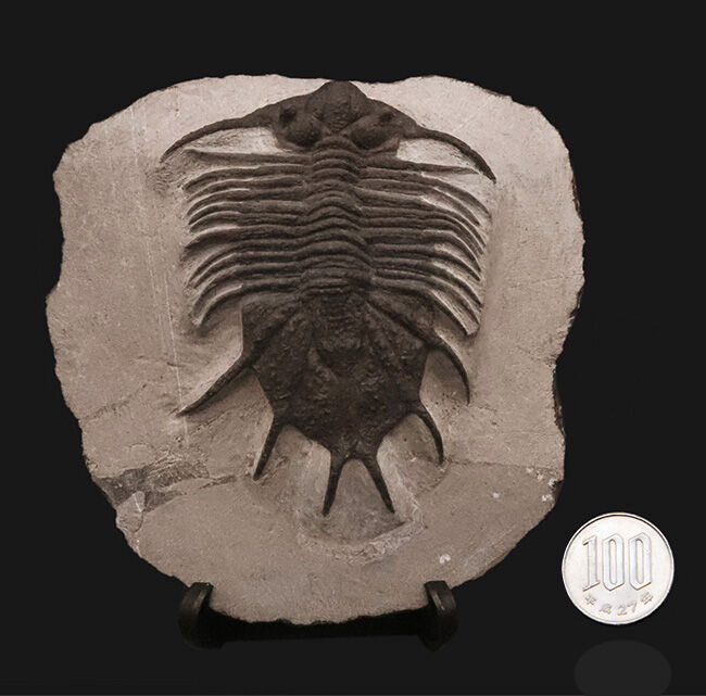 モロッコ産三葉虫でトップクラスの希少性！コレクター垂涎の逸品、あのアカンソピゲ（Acanthopyge sp.）の上質個体（その11）