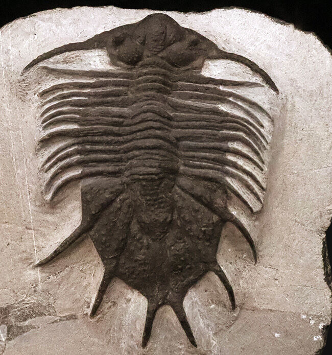 モロッコ産三葉虫でトップクラスの希少性！コレクター垂涎の逸品、あのアカンソピゲ（Acanthopyge sp.）の上質個体（その2）