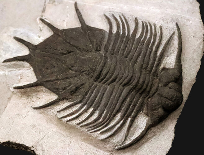 モロッコ産三葉虫でトップクラスの希少性！コレクター垂涎の逸品、あのアカンソピゲ（Acanthopyge sp.）の上質個体（その3）