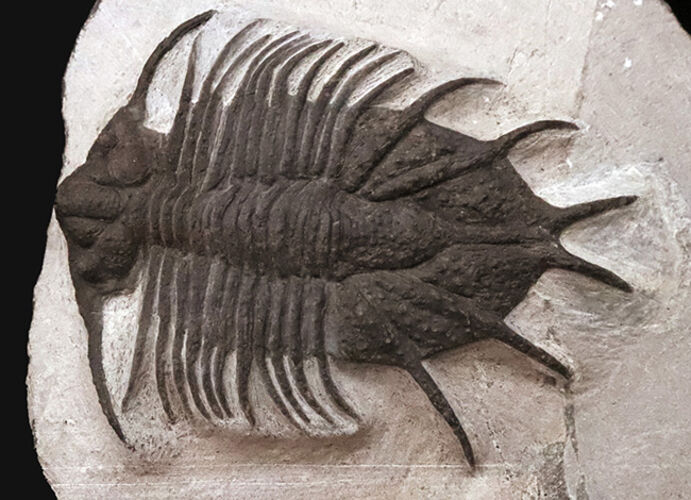 モロッコ産三葉虫でトップクラスの希少性！コレクター垂涎の逸品、あのアカンソピゲ（Acanthopyge sp.）の上質個体（その4）