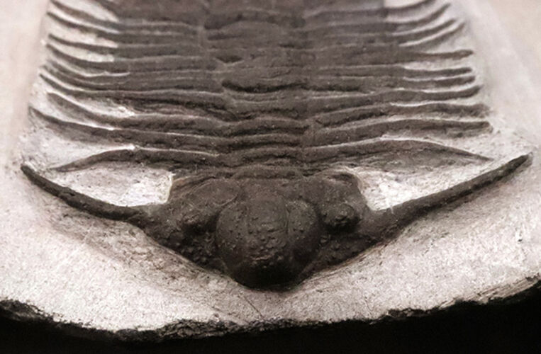 モロッコ産三葉虫でトップクラスの希少性！コレクター垂涎の逸品、あのアカンソピゲ（Acanthopyge sp.）の上質個体（その5）