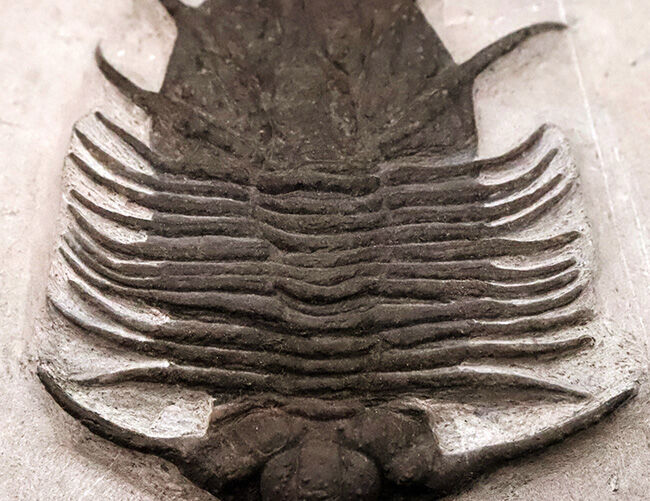 モロッコ産三葉虫でトップクラスの希少性！コレクター垂涎の逸品、あのアカンソピゲ（Acanthopyge sp.）の上質個体（その6）