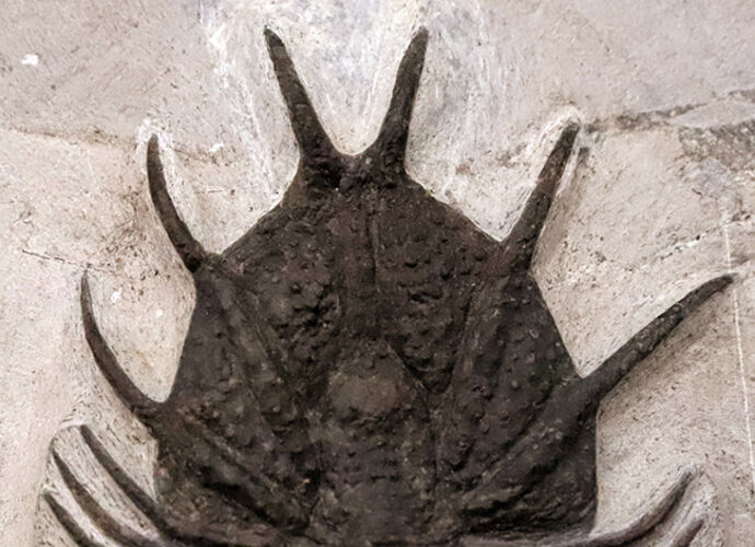 モロッコ産三葉虫でトップクラスの希少性！コレクター垂涎の逸品、あのアカンソピゲ（Acanthopyge sp.）の上質個体（その7）