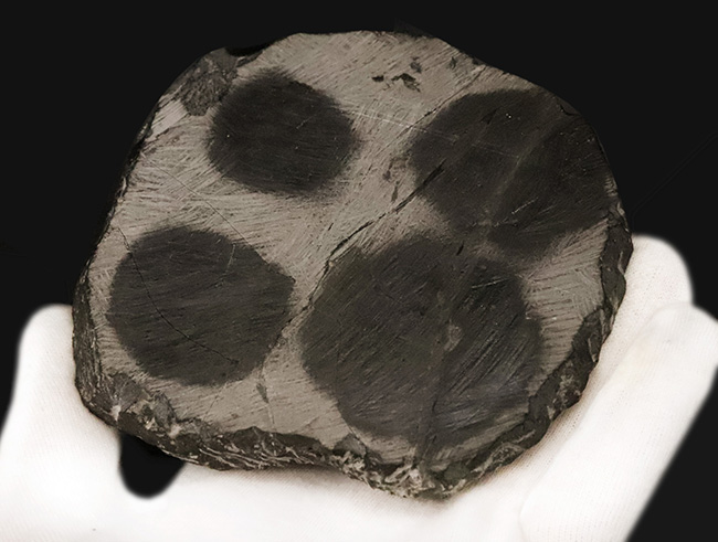 モロッコ産三葉虫でトップクラスの希少性！コレクター垂涎の逸品、あのアカンソピゲ（Acanthopyge sp.）の上質個体（その9）