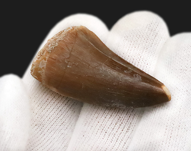 厳選品!極めて上質な保存状態を誇る、モササウルス(Mosasaurus)の歯化石(その3)
