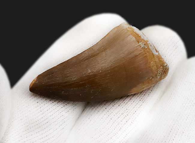 厳選品!極めて上質な保存状態を誇る、モササウルス(Mosasaurus)の歯化石(その4)