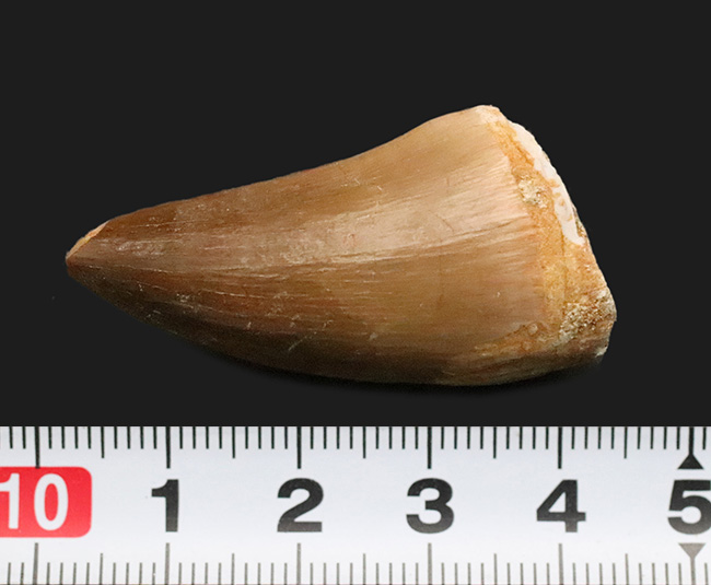 厳選品!極めて上質な保存状態を誇る、モササウルス(Mosasaurus)の歯化石(その7)