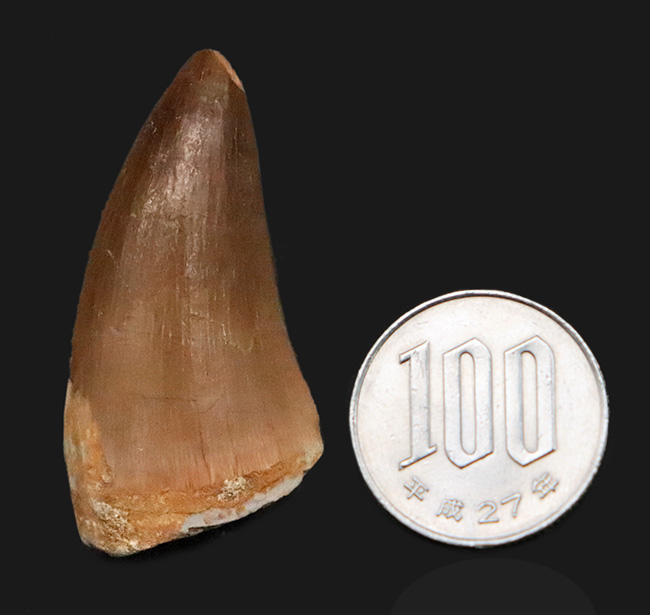 厳選品!極めて上質な保存状態を誇る、モササウルス(Mosasaurus)の歯化石(その8)