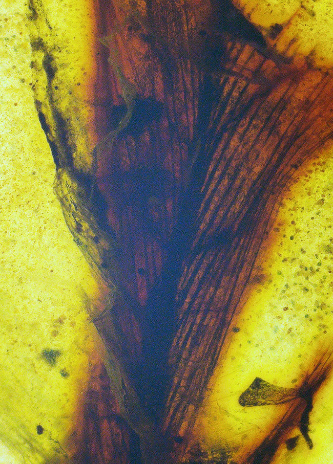 【ベリーレア！】9,900万年前からのタイムカプセル：大粒の「羽毛」が眠るミャンマー産琥珀（バーマイト：Burmite）（その1）