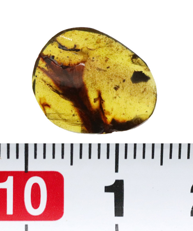 【ベリーレア！】9,900万年前からのタイムカプセル：大粒の「羽毛」が眠るミャンマー産琥珀（バーマイト：Burmite）（その10）