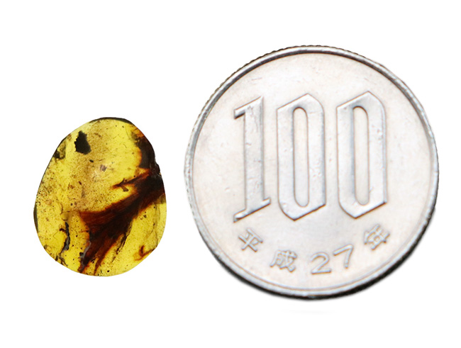 【ベリーレア！】9,900万年前からのタイムカプセル：大粒の「羽毛」が眠るミャンマー産琥珀（バーマイト：Burmite）（その11）