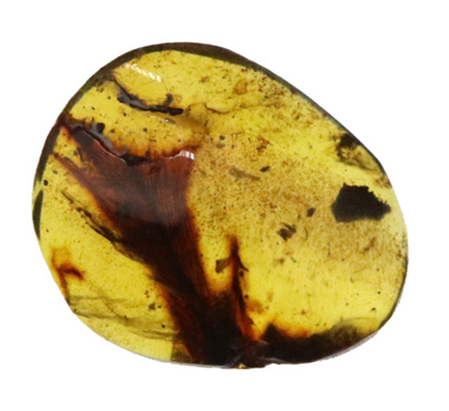 【ベリーレア！】9,900万年前からのタイムカプセル：大粒の「羽毛」が眠るミャンマー産琥珀（バーマイト：Burmite）（その2）