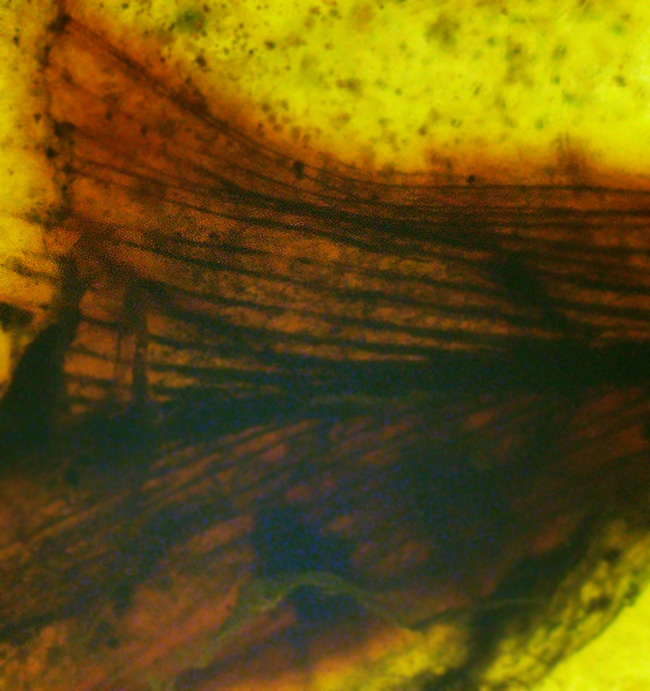 【ベリーレア！】9,900万年前からのタイムカプセル：大粒の「羽毛」が眠るミャンマー産琥珀（バーマイト：Burmite）（その3）