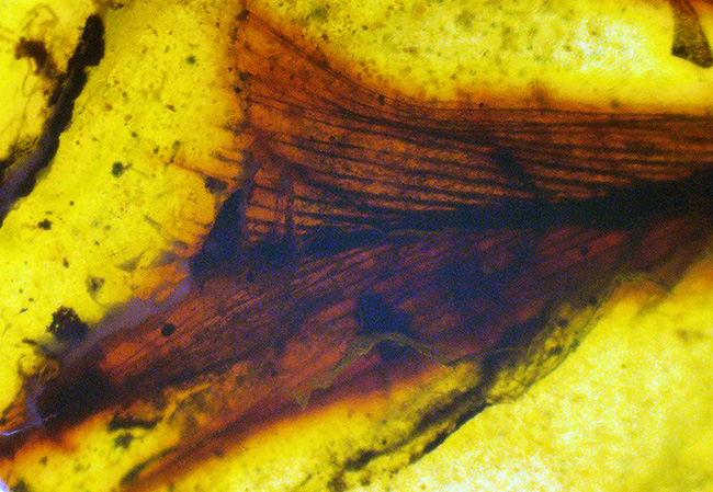 【ベリーレア！】9,900万年前からのタイムカプセル：大粒の「羽毛」が眠るミャンマー産琥珀（バーマイト：Burmite）（その4）