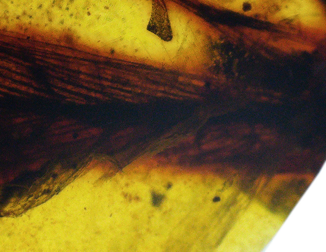 【ベリーレア！】9,900万年前からのタイムカプセル：大粒の「羽毛」が眠るミャンマー産琥珀（バーマイト：Burmite）（その5）