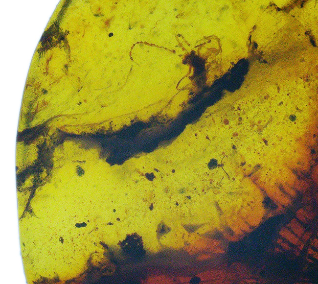 【ベリーレア！】9,900万年前からのタイムカプセル：大粒の「羽毛」が眠るミャンマー産琥珀（バーマイト：Burmite）（その6）