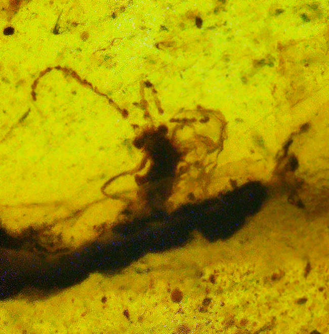 【ベリーレア！】9,900万年前からのタイムカプセル：大粒の「羽毛」が眠るミャンマー産琥珀（バーマイト：Burmite）（その7）