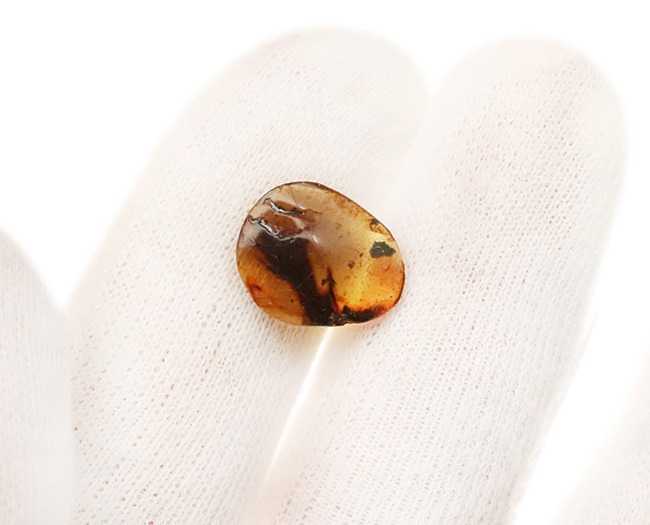 【ベリーレア！】9,900万年前からのタイムカプセル：大粒の「羽毛」が眠るミャンマー産琥珀（バーマイト：Burmite）（その8）