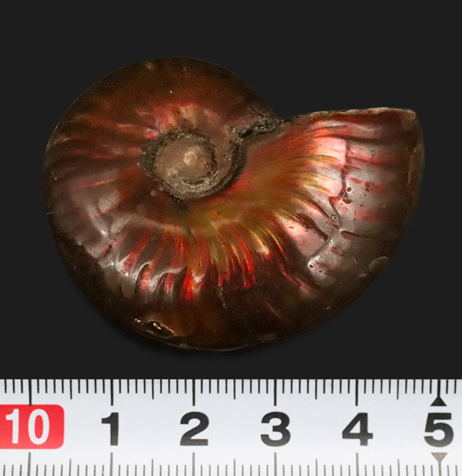 素晴らしい遊色をまとった、約1億年前のアンモナイト、クレオニセラス