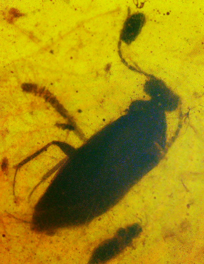 約1億年前の世界が眠る・・・恐竜時代の虫入り琥珀、バーマイト（Burmite）（その1）