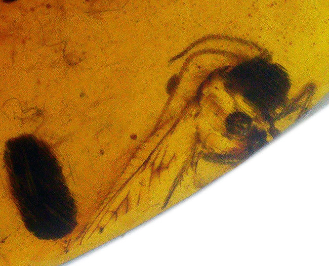 約1億年前の世界が眠る・・・恐竜時代の虫入り琥珀、バーマイト（Burmite）（その4）