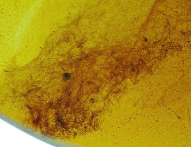 約1億年前の世界が眠る・・・恐竜時代の虫入り琥珀、バーマイト（Burmite）（その5）