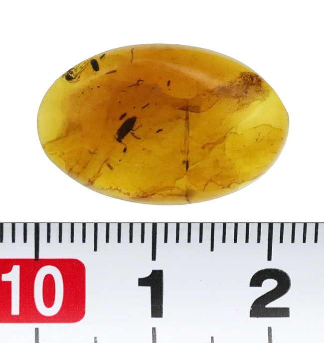約1億年前の世界が眠る・・・恐竜時代の虫入り琥珀、バーマイト（Burmite）（その8）