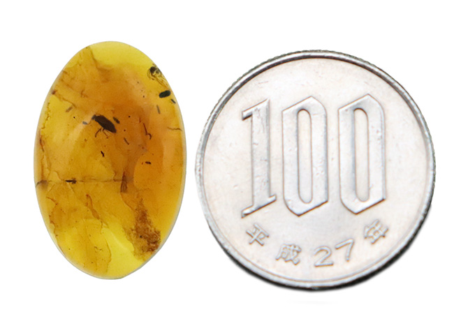約1億年前の世界が眠る・・・恐竜時代の虫入り琥珀、バーマイト（Burmite）（その9）