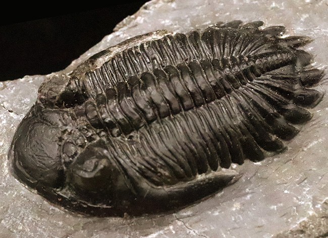 高品質三葉虫シリーズ！完璧な左の複眼の保存状態にご注目、モロッコ・デボン紀層から採集された三葉虫、ホラルドプス（Hollardops）（その1）