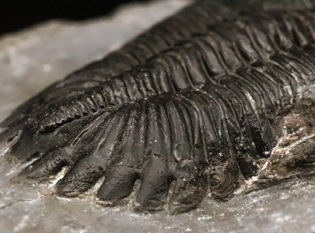 高品質三葉虫シリーズ！完璧な左の複眼の保存状態にご注目、モロッコ・デボン紀層から採集された三葉虫、ホラルドプス（Hollardops）（その10）