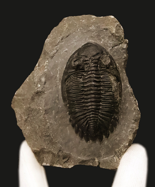 高品質三葉虫シリーズ！完璧な左の複眼の保存状態にご注目、モロッコ・デボン紀層から採集された三葉虫、ホラルドプス（Hollardops）（その11）