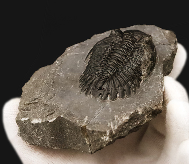 高品質三葉虫シリーズ！完璧な左の複眼の保存状態にご注目、モロッコ・デボン紀層から採集された三葉虫、ホラルドプス（Hollardops）（その12）