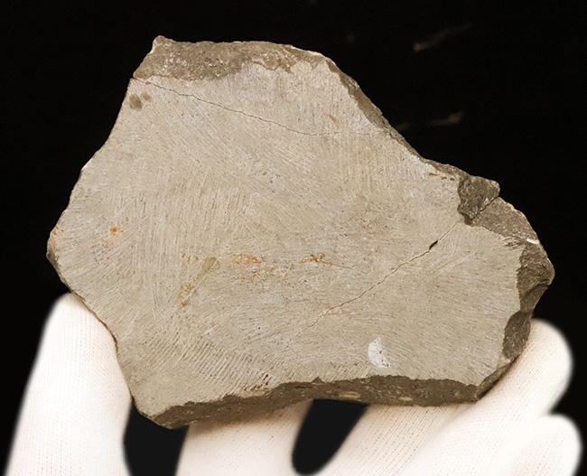 高品質三葉虫シリーズ！完璧な左の複眼の保存状態にご注目、モロッコ・デボン紀層から採集された三葉虫、ホラルドプス（Hollardops）（その13）