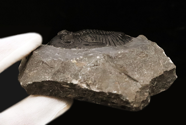 高品質三葉虫シリーズ！完璧な左の複眼の保存状態にご注目、モロッコ・デボン紀層から採集された三葉虫、ホラルドプス（Hollardops）（その14）