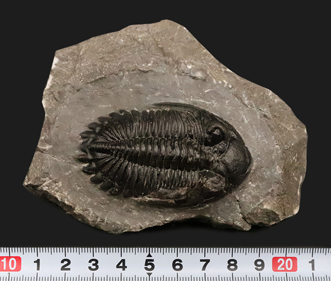 高品質三葉虫シリーズ！完璧な左の複眼の保存状態にご注目、モロッコ・デボン紀層から採集された三葉虫、ホラルドプス（Hollardops）（その15）