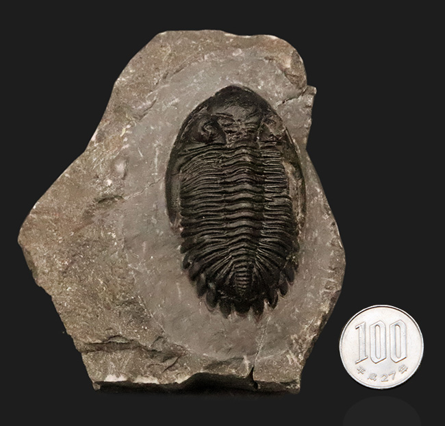高品質三葉虫シリーズ！完璧な左の複眼の保存状態にご注目、モロッコ・デボン紀層から採集された三葉虫、ホラルドプス（Hollardops）（その16）