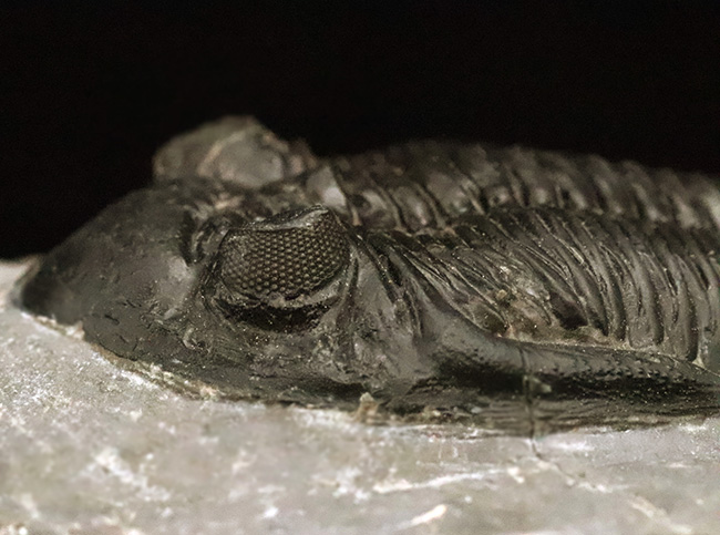 高品質三葉虫シリーズ！完璧な左の複眼の保存状態にご注目、モロッコ・デボン紀層から採集された三葉虫、ホラルドプス（Hollardops）（その2）