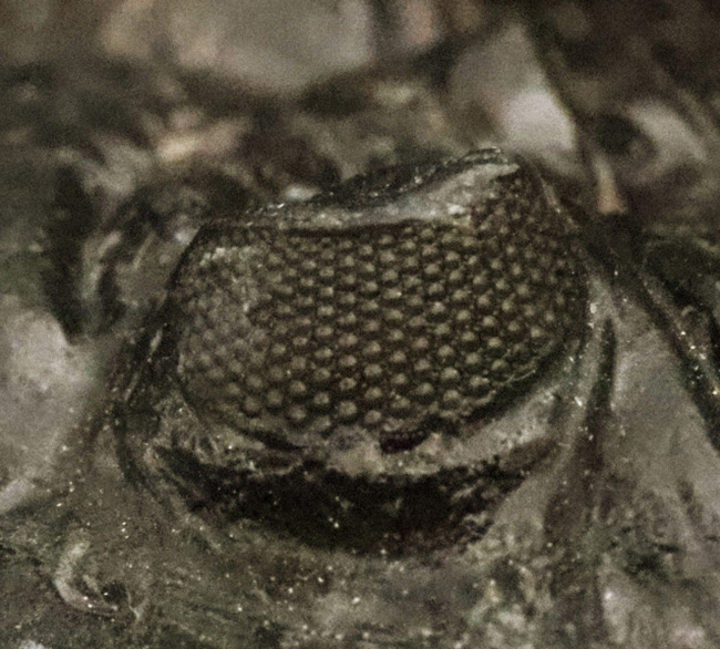 高品質三葉虫シリーズ！完璧な左の複眼の保存状態にご注目、モロッコ・デボン紀層から採集された三葉虫、ホラルドプス（Hollardops）（その3）