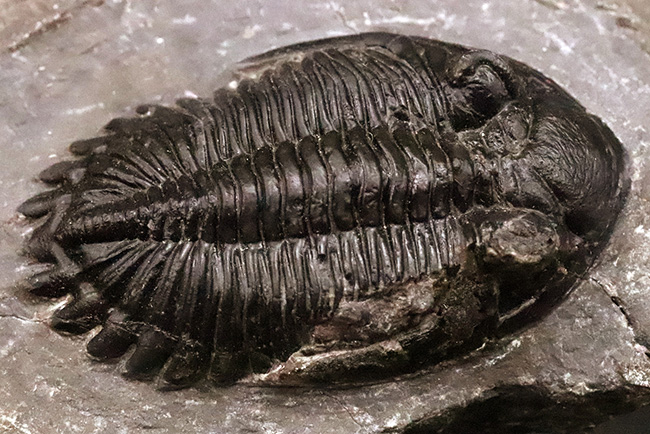 高品質三葉虫シリーズ！完璧な左の複眼の保存状態にご注目、モロッコ・デボン紀層から採集された三葉虫、ホラルドプス（Hollardops）（その4）