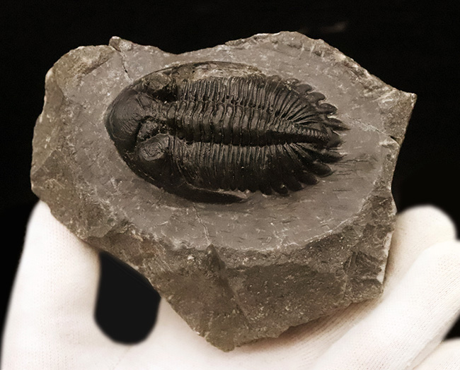 高品質三葉虫シリーズ！完璧な左の複眼の保存状態にご注目、モロッコ・デボン紀層から採集された三葉虫、ホラルドプス（Hollardops）（その5）