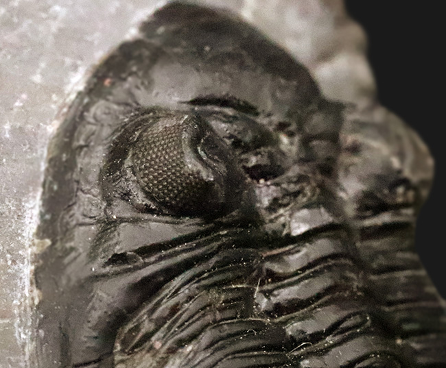 高品質三葉虫シリーズ！完璧な左の複眼の保存状態にご注目、モロッコ・デボン紀層から採集された三葉虫、ホラルドプス（Hollardops）（その6）