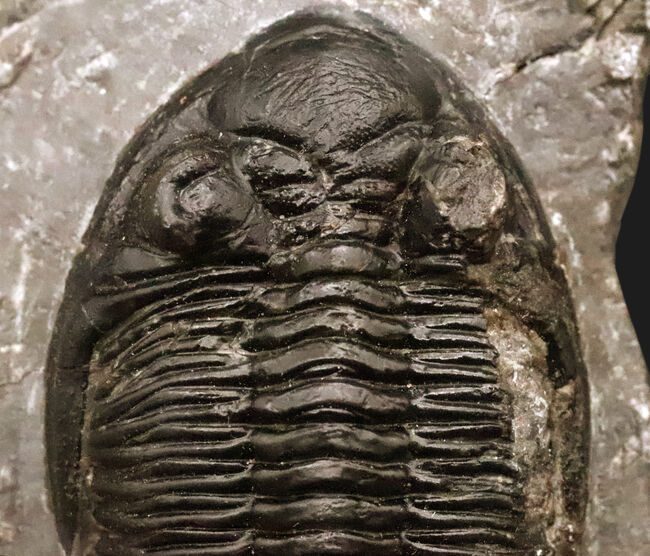 高品質三葉虫シリーズ！完璧な左の複眼の保存状態にご注目、モロッコ・デボン紀層から採集された三葉虫、ホラルドプス（Hollardops）（その7）