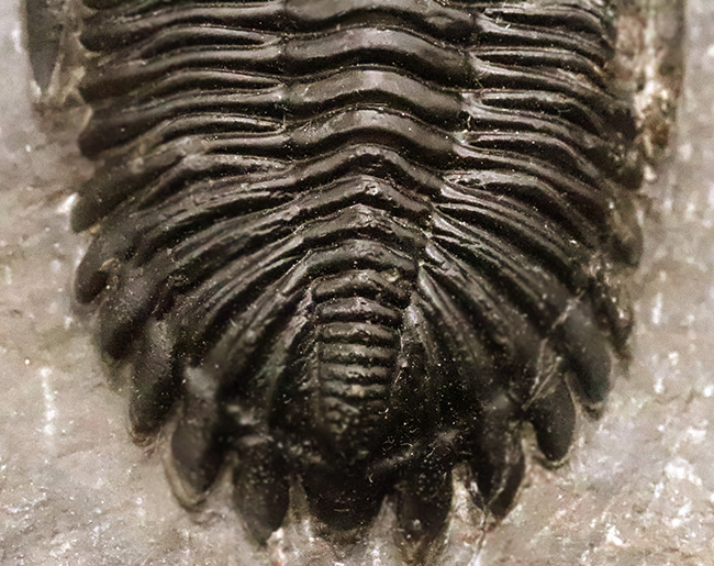 高品質三葉虫シリーズ！完璧な左の複眼の保存状態にご注目、モロッコ・デボン紀層から採集された三葉虫、ホラルドプス（Hollardops）（その8）