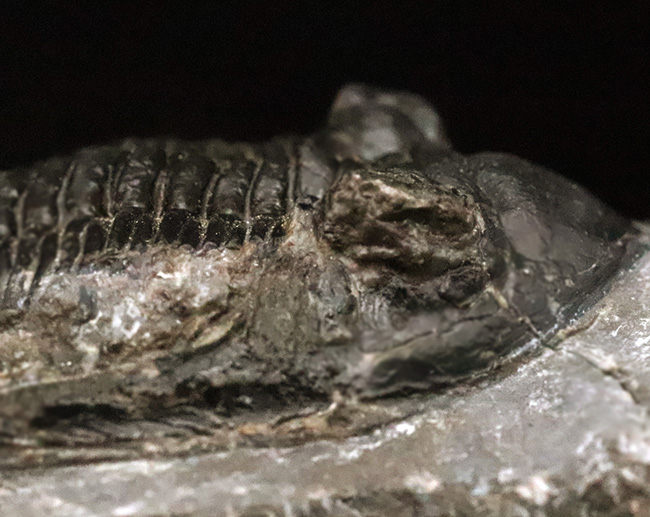 高品質三葉虫シリーズ！完璧な左の複眼の保存状態にご注目、モロッコ・デボン紀層から採集された三葉虫、ホラルドプス（Hollardops）（その9）