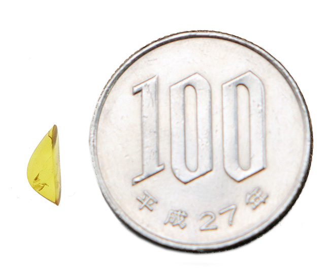 ロマン指数100%!極めて希少な、羽毛を内包した、約1億年前の琥珀、バーマイト(Burmite)(その7)