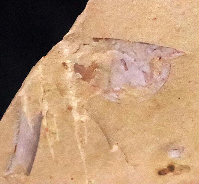 半円の殻が明瞭に保存!先端の突起までも!カンブリア紀に生息していた、謎多き節足動物、イソキシス(Isoxys curvirostratus)の上質化石(その1)