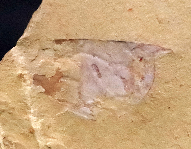 半円の殻が明瞭に保存!先端の突起までも!カンブリア紀に生息していた、謎多き節足動物、イソキシス(Isoxys curvirostratus)の上質化石(その3)