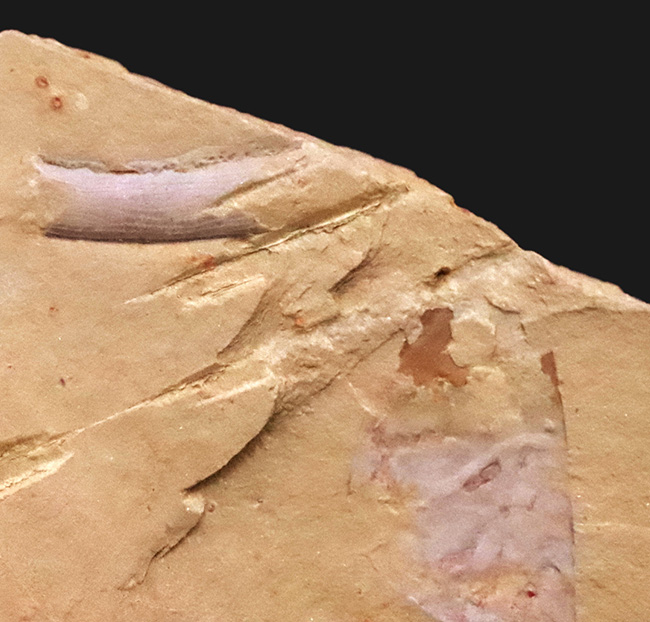 ※超稀少2個個体 Isopyx curvirostratus イソピクス 化石 超稀少2個個体 Isopyx curvirostratus イソピクス 化石